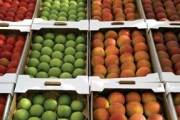 Ящики для овочів та фруктів
